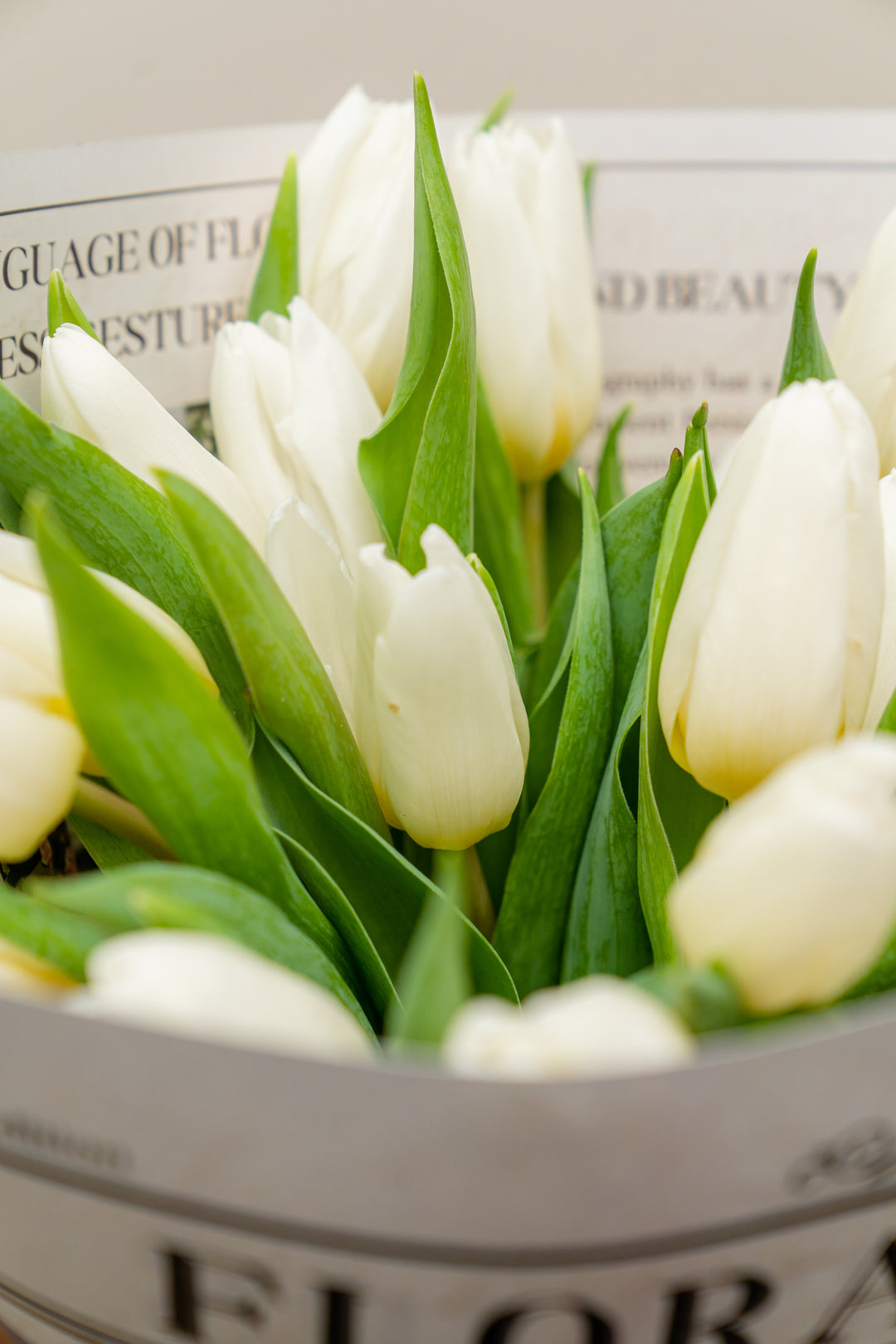 Moonlight Tulip Serenade: Elegant White Tulips Fresh Flower Bouquet